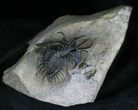Spiny Walliserops Hammi Trilobite - Excellent Prep #22129-4